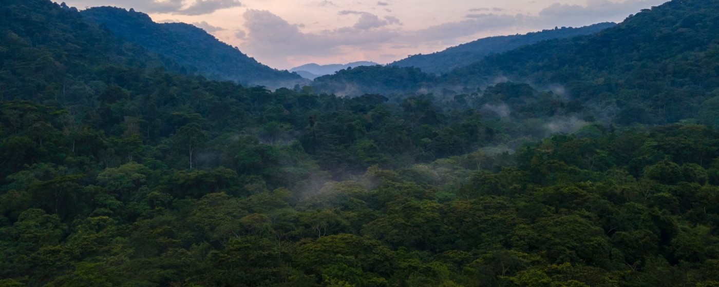 Collines et forêt de Bwindi dans la brume, Ouganda