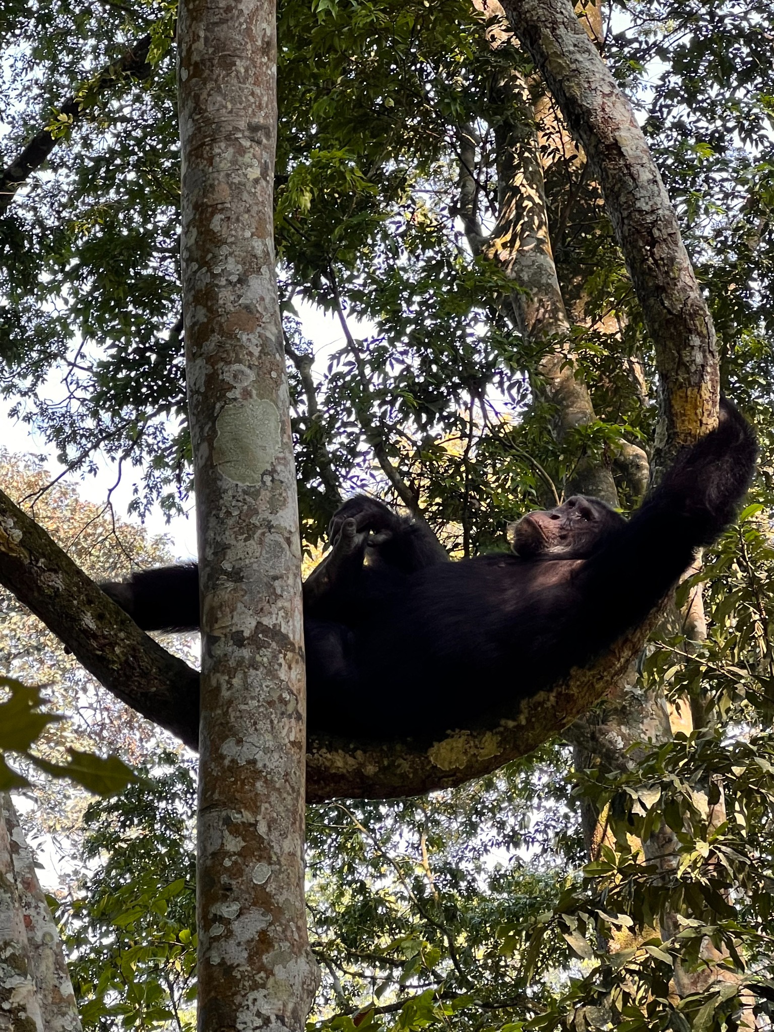 Safari, Uganda
