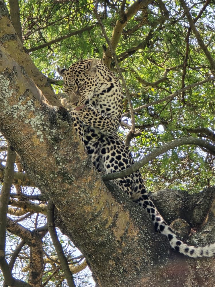 Safari, Uganda