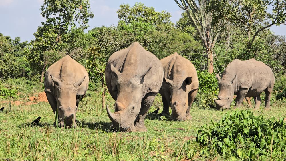 Safari, Uganda